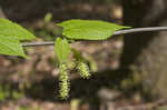 Red mulberry